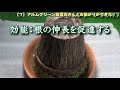 芝生の楽しみ方７月号！★真夏の散水★アルムグリーン新展開 ★どーなった？ロボット芝刈り機？など最新事情　芝活2020年7月