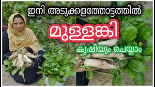 മുള്ളങ്കി കൃഷി | Radish Farming Malayalam | റാഡിഷ് കൃഷി | How to Grow Radish