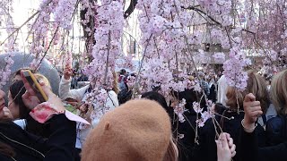 2019上野公園の桜 開花状況  花見の外国人観光客も増えてきました