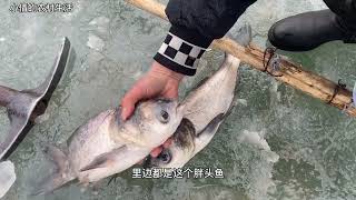 鱼塘结冰大货缺氧，用油锯破开30公分冰层捉鱼，值钱猛货抓疯了