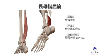 長母趾屈筋の触診のコツ［筋の触診］