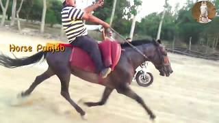 The Most Famous Horse in India Horse Name \