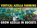 Vertical Azolla Farming | Growing Azolla in Bucket | How to grow Azolla at Home | Azolla Cultivation