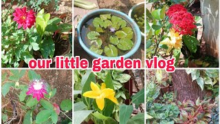 A video of our little garden | different flowers that have bloomed| backyard garden