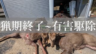 【猪狩り】猪が来て更に鹿が来た【鹿狩り】#巻き狩り猟　#有害鳥獣駆除　#狩猟