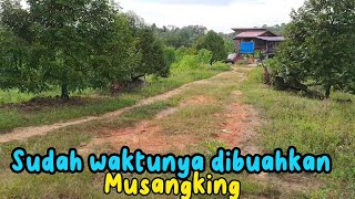 Kini Saatnya Musangking dan Ochee kita buahkan#durian #kebun #shortvideo #durianmusangking