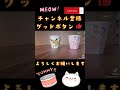 マンチカン　ミヌエット　こねこ　仔猫　小猫　子猫　子ネコ　コネコ　 shorts 猫 cat