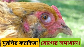 দেশি মুরগির করাইজা রোগের সমাধান।