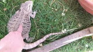 Taking Your Bearded Dragon Outside | AniMal Advice and Wildlife Rehab