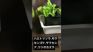 これがうちの食虫植物です。