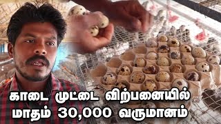 மாதம் 30,000 வருமானம் தரும் காடை முட்டை விற்பனை!