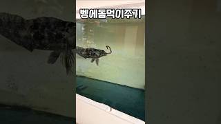 식탐이젤많은물고기는?#먹이주기#해수어