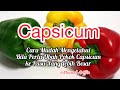 Capsicums: Tips Mudah Mengubah Pasu Capsicum Supaya Akar Tidak Rosak Dan Pokok Hidup Sihat