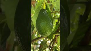 Amazing Organic Australian Avocado #shorts