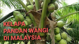 Kelapa Pandan Wangi di Malaysia