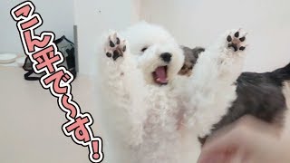 こん平で～す！ 🐶ひみつきちなう！③🐶  (ビションフリーゼ シェルティ チワワ 柴犬 トイプードル フレンチブルドッグ) 2019年12月18日