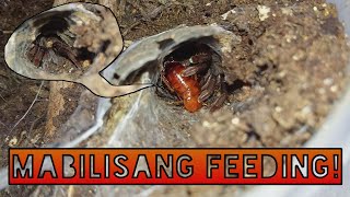 Feeding Philippine grey leg Taranta and Cebu Orange Tarantula and Phlogiellus species.