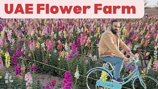 Discover the Hidden Beauty of UAE Flower Farms | cut flower garden