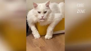 Baby Cats - Cute and Funny Cat Videos Compilation #10 | Happy Pets