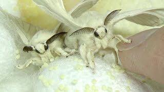 Japanese silkworm lays eggs in short cycle