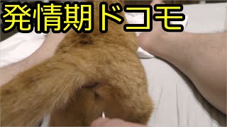 ドコモ猫の発情期は続く、ドコモはすぐ動いちゃうので足で挟んで固定してやります！秋はやっぱり発情期の季節だなぁ…秋の空だわ