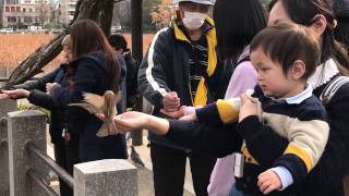 上野公園で大量のスズメ