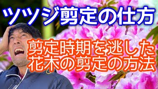 時期はずれの剪定で花を咲かせるツツジ剪定のやり方（有料級）