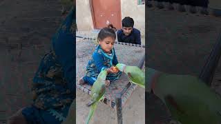 তোতা কো গুর্যা বাইর খিলা রি হিয়ে #parrot #baby #shorts