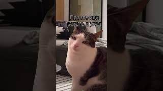 Пап здесь очень холодно #shortvideo #мем #cat #shots #прикол #mem #meme #мемы #kittens #kitten