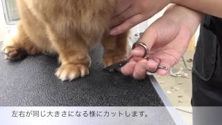 教材ムービー 犬美容(足周りカット)