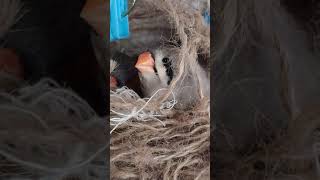 どうしたのしらたまちゃん【ジャンボキンカ キンカチョウ】【錦華鳥 錦花鳥  Zebrafinch 小鳥】