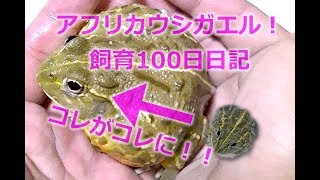 【アフリカウシガエル】ベビーから飼育100日間の全給餌日記！コミカルな動きと徐々に凶暴化していく可愛らしさ！Pyxicephalus adspersus-African bullfrog-Diary