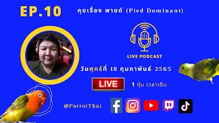 ParrotThai LIVE🔴 : EP 10 มิวเตชั่น Pied Dominant