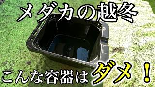 【初めての越冬が不安】メダカの冬越し成功のコツと絶対に注意するべき事