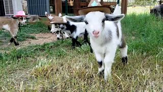 Giddy Up Goats 🤠 🤣  | FUNNIEST Pets of the Week