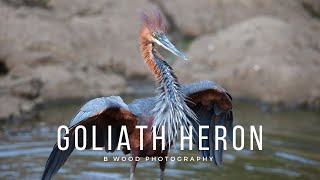 Goliath Heron || 6 Fun Facts 📏