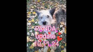 Mentor4Dogs-PANDA update 10.11.24