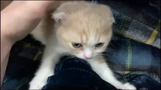 ふみふみする子猫が可愛すぎるThe fluffy kitten is too cute【スコティッシュフォールド】【猫】