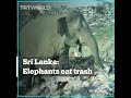 Hungry elephants search for food amid trash