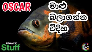 All about Oscar fish in Sinhala (with new FACTS) | ඔස්කා මාළුන්ව හරියට රැකබලාගන්න