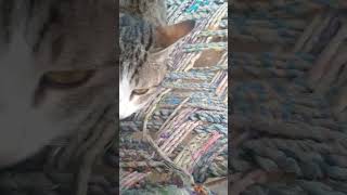 ਇਸ ਗਰੀਬ ਨੂੰ ਵੀ ਸਬਸਕ੍ਰਾਈਬ ਕਰਲੋ| #cat #animallover  #shorts #viralshortvideo