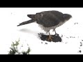 sperwer verorbert een spreeuw eurasian sparrowhawk chewing on a starling