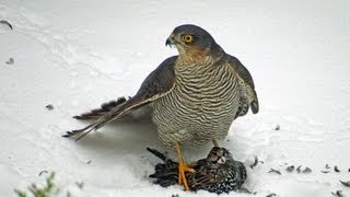 Sperwer verorbert een Spreeuw / Eurasian Sparrowhawk chewing on a starling