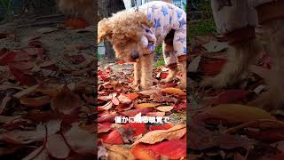 【秋の老犬トイプードル　17歳5か月】#高齢犬 #老犬 トイプードル#ショート動画#olddog#17 yearsand6months