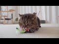 cats vs self playing kittisaurus