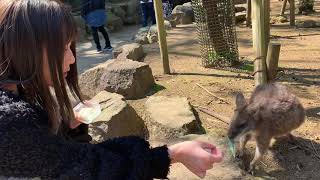 伊豆シャボテン動物公園のワラビーに癒しをいただきまくりました