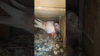 all pigeon new video #shortfeed #kabutarkabutar #pigeon #foryou #sidhu mossewala