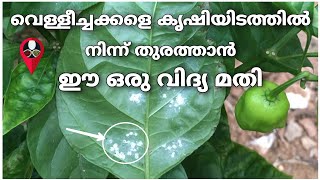 Vellecha salyam mattan krishi malayalam | How to eliminate whitefly bugs |  To control whiteflies