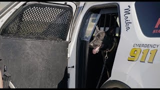 The Aftermath K9 Grant: 2017 Teaser #2