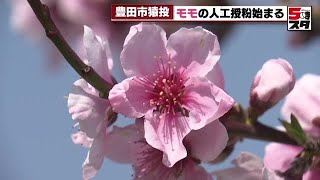 【モモ】ピンクの花が青空に映える　豊田の猿投地区でモモが満開　モモ畑では毛ばたき使い受粉作業 (2023年3月30日)